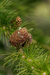 pine cone on branch portrait