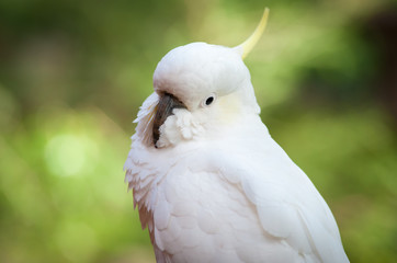 Cockatoo