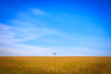Single Tree in Field