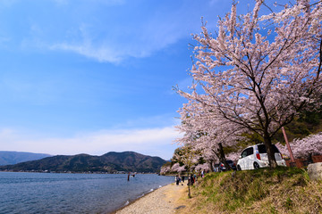 滋賀　海津大崎の桜