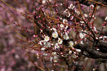 梅の花