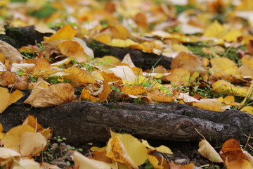 Parco autunnale con panca