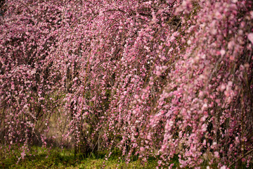 梅の花