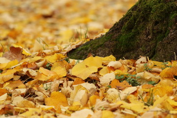 Parco autunnale con panca