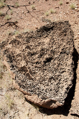 Termite Mound Texture - Australia