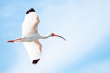Flying Ibis with Blue Sky Background