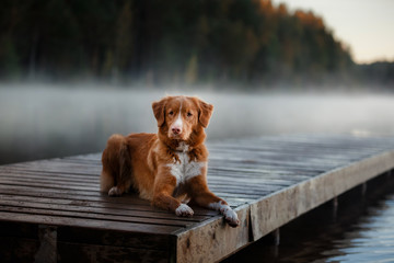 Dog Nova Scotia Duck Tolling Retriever