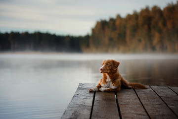 Dog Nova Scotia Duck Tolling Retriever