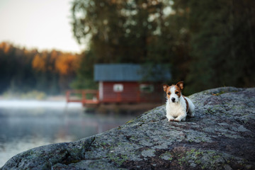 Dog Jack Russell Terrier