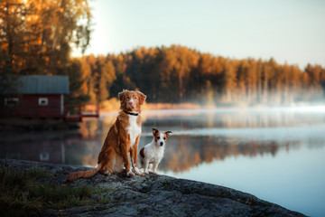 Dog Nova Scotia Duck Tolling Retriever and Jack Russell Terrier