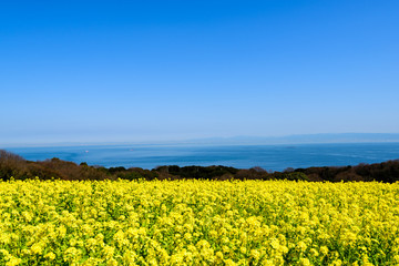 あわじ花さじき　菜の花