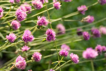 Little pink flowers,facing the sun