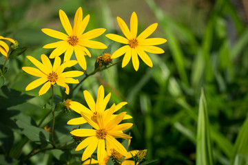 Pretty yellow flowers