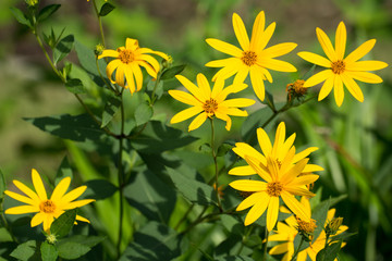 Obraz premium Pretty yellow flowers
