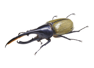 ヘラクレスオオカブトムシ