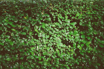 Green tree use for background fade and vignette vintage color st