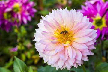 Flower beautiful, Flower thailand, Flower background, Flower Doitung, bee on flower.