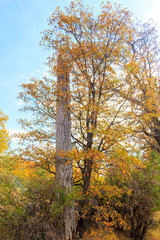Fototapeta premium Black Oak Trees Autumn Leaves