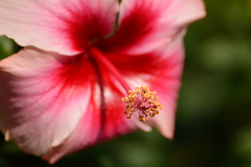 Fresh pink rose (Chinese rose)