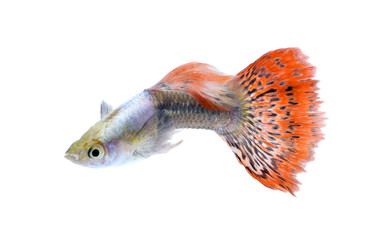 A guppy fish isolated on white background