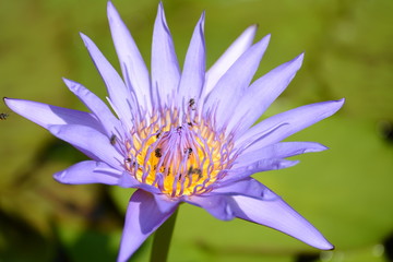 Bee flying and violet lotus flowers