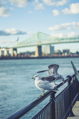 Birds on the Railing  with Jacques-Cartier Bridge of Montreal Qu