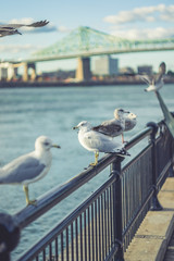 Birds on the Railing  with Jacques-Cartier Bridge of Montreal Qu