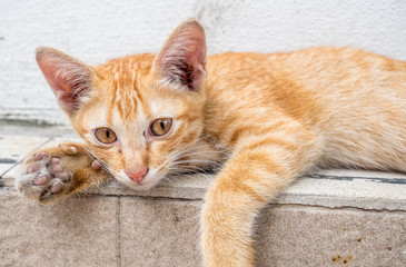 Cute kitten relax in outdoor backyard