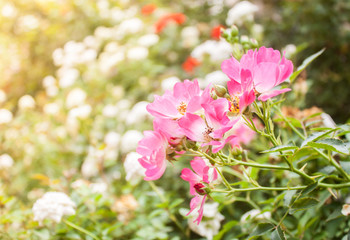 Fototapeta premium rose flower