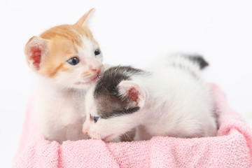 Fototapeta na wymiar Two cute baby kittens wrapped in pink blanket