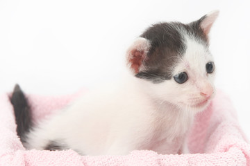 Cute baby kittens in the pink box
