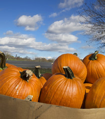 Pile of pumpkins under a beautiful blue sky with clouds, square banner size