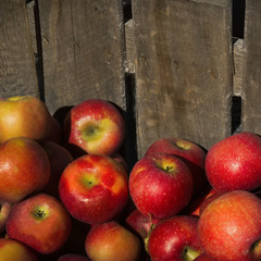 Apples in a wooden crate, Square banner size