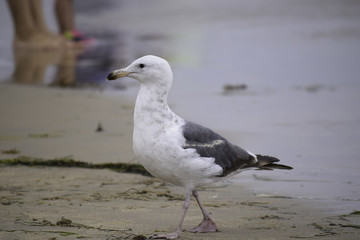 Seagull