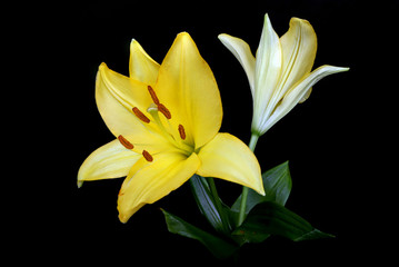 Obraz premium Liliy