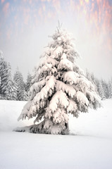 Forest after a storm in the Carpathians
