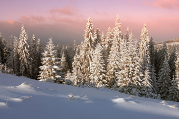 Forest after a storm in the Carpathians
