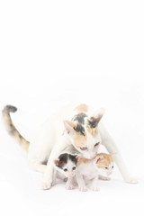 Protective mother cat with her two babies on the white background