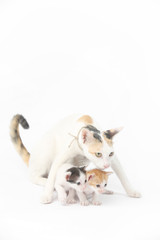 Protective mother cat with her two babies on the white background
