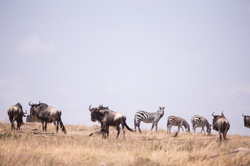 Fototapeta na wymiar landscape with zebras and wildebeest masai mara kenya, africa