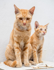 Fototapeta premium Kitten with its mother in outdoor backyard