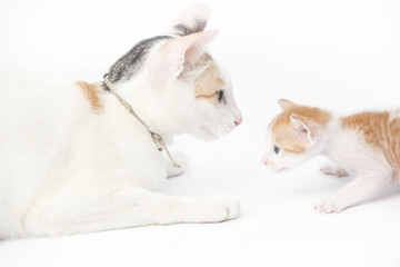 Mother cat with her baby kitten on the white background