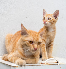 Obraz na płótnie Canvas Kitten with its mother in outdoor backyard