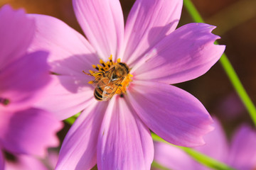 the honey bee on the cosmos / A view of the honey bee on the cosmos