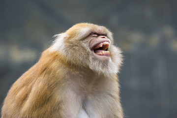 Image of a brown rhesus monkeys on nature background.