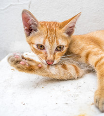 Cute kitten relax in outdoor backyard