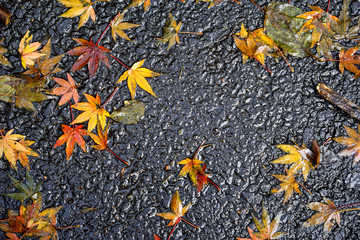 maple leaves on the ground