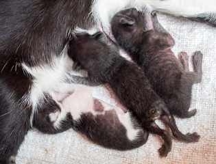 Three baby kittens sucking breast