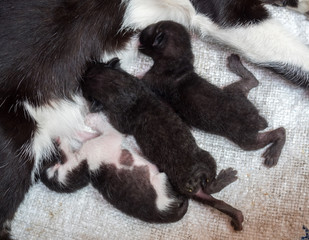 Three baby kittens sucking breast