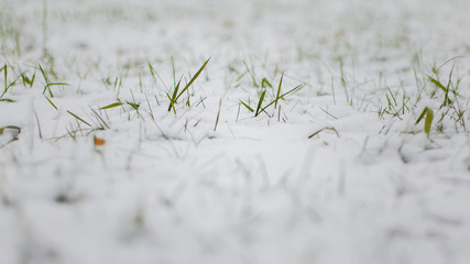 green grass under the first snow